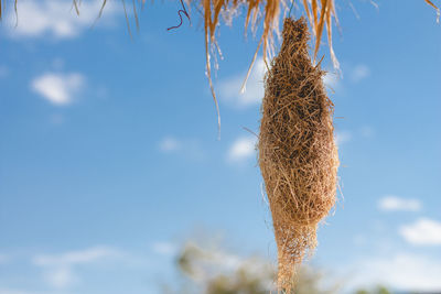 Close-up of dry plant against sky