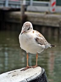 Close-up of seagull perching on wooden post