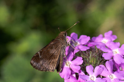 Close-up of butterfly pollinating on pink flower