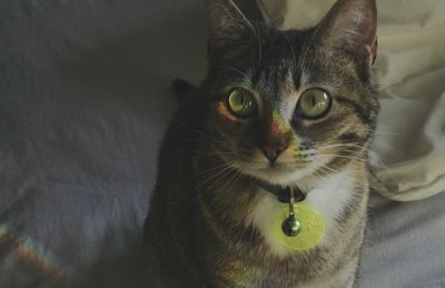 Close-up portrait of cat on bed