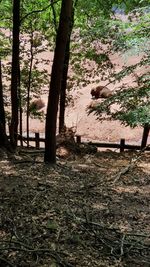 Trees on field in forest