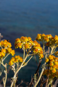 Close-up of yellow flowering plants on field