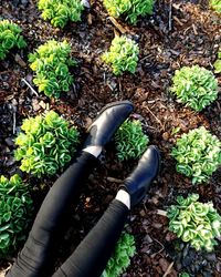 High angle view of plants growing on field