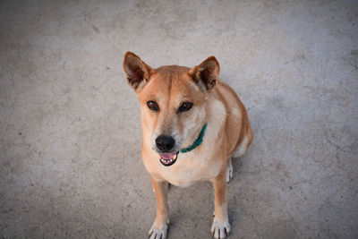 High angle portrait of dog standing outdoors