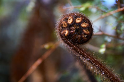 Close-up of wilted flower on tree