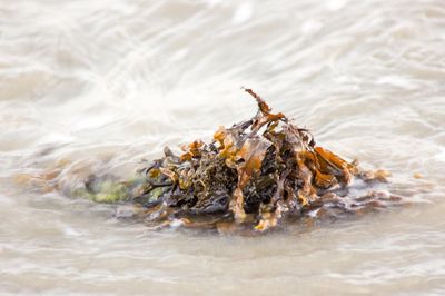 Close-up of crab on beach