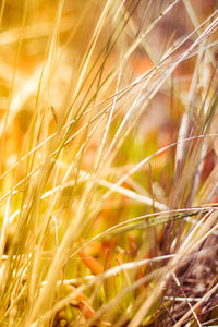 Close-up of wheat growing on field