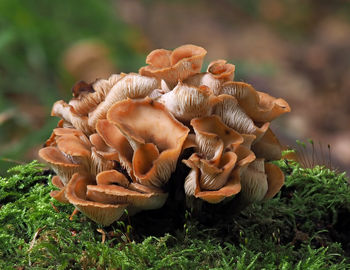 Close-up of mushrooms growing on field