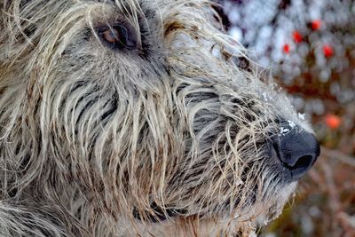 Close-up of dog