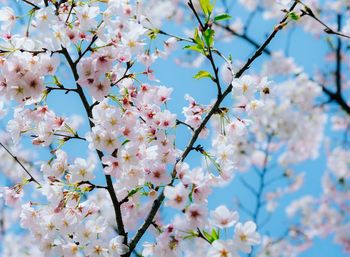 Low angle view of apple blossoms in spring