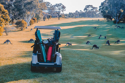 View of golf cart and kangaroos on the golf course