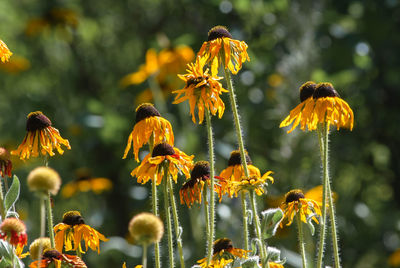 Close-up of yellow flowers blooming outdoors