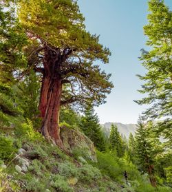 Low angle view of trees in forest against sky