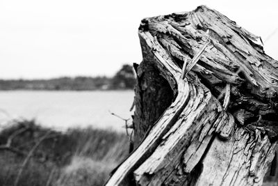 Close-up of damaged tree trunk against sky