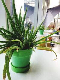 Close-up of potted plant on table at home