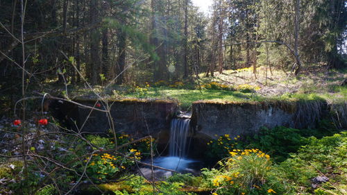 Scenic view of waterfall in forest