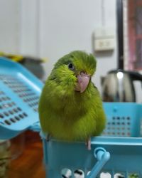 Close-up of a parrot