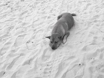 High angle view of dog on sand at beach