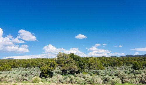 Scenic view of landscape against blue sky