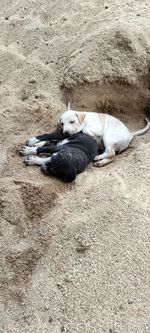 High angle view of dog sleeping on sand