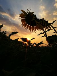 Close-up of silhouette plant against sky at sunset