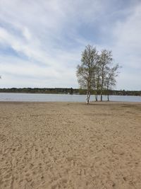 Trees on beach against sky