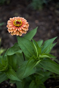 Close-up of flowering plant