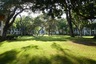 Trees in park