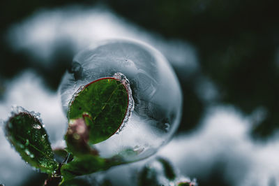 Close-up of snow on plant