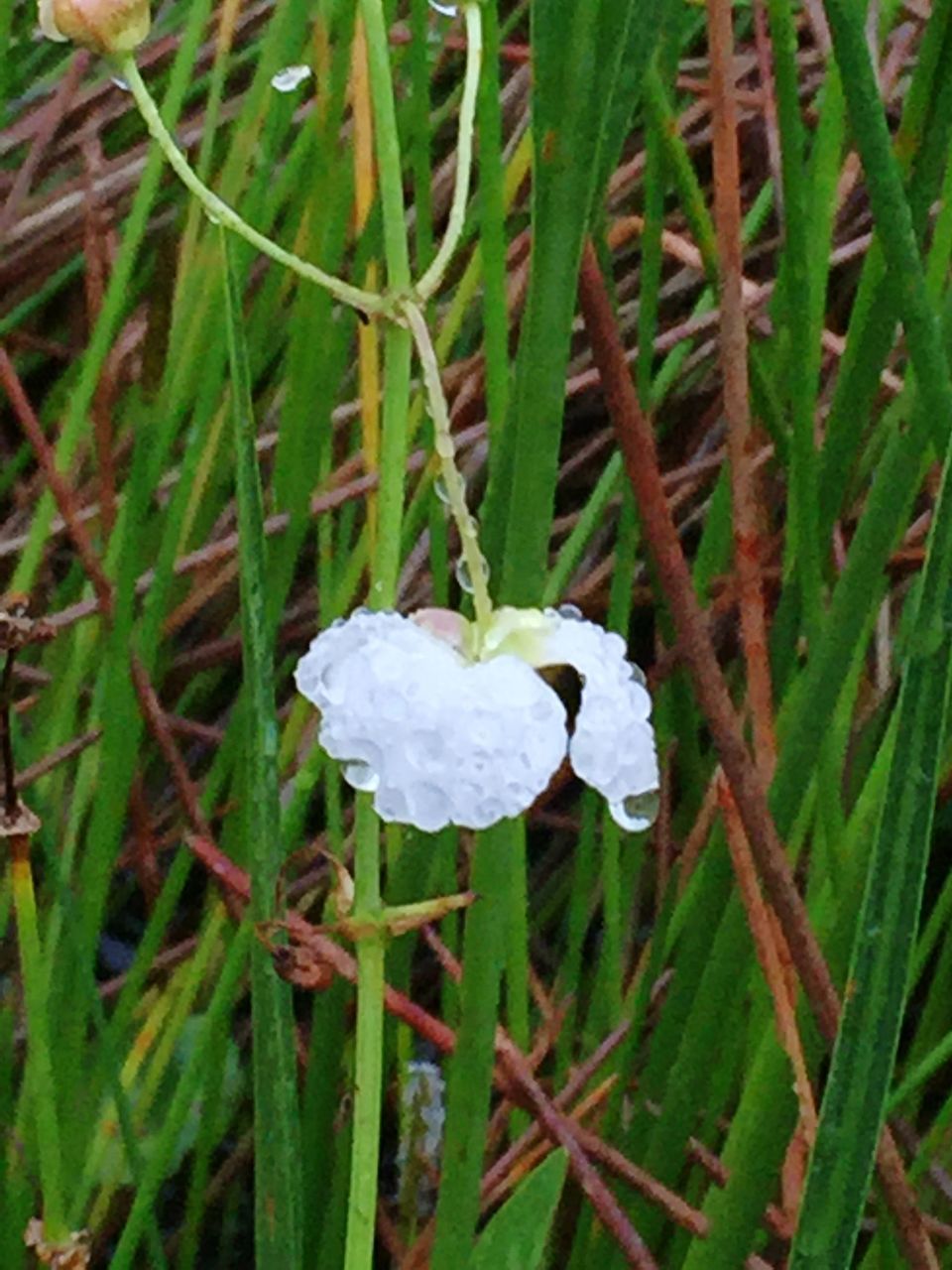 CLOSE-UP OF WHITE FLOWERS