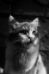 Close-up portrait of cat looking away