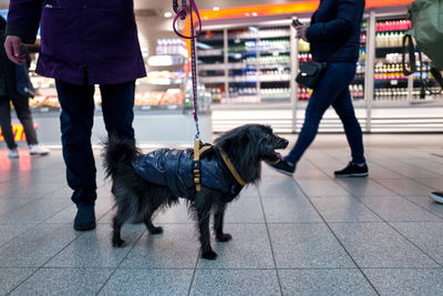 Low section of people walking with dog on tiled floor in supermarket