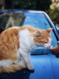 Close-up of cat sitting on hand