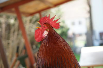 Close-up of rooster