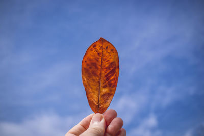 Close-up of hand holding orange leaf