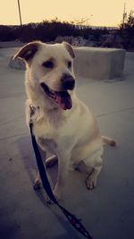 Close-up of dog sitting outdoors