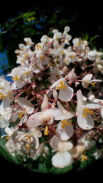 Close-up of flowers