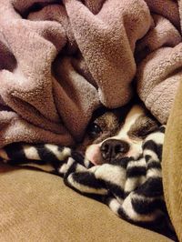 Close-up of dog relaxing on blanket