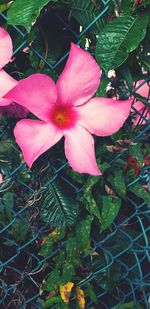 Close-up of pink flower