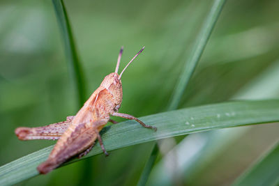 Close-up of insect on leaf