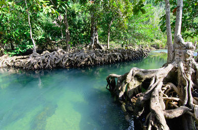 Scenic view of trees in forest