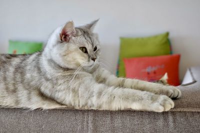 Close-up of cat lying on bed at home
