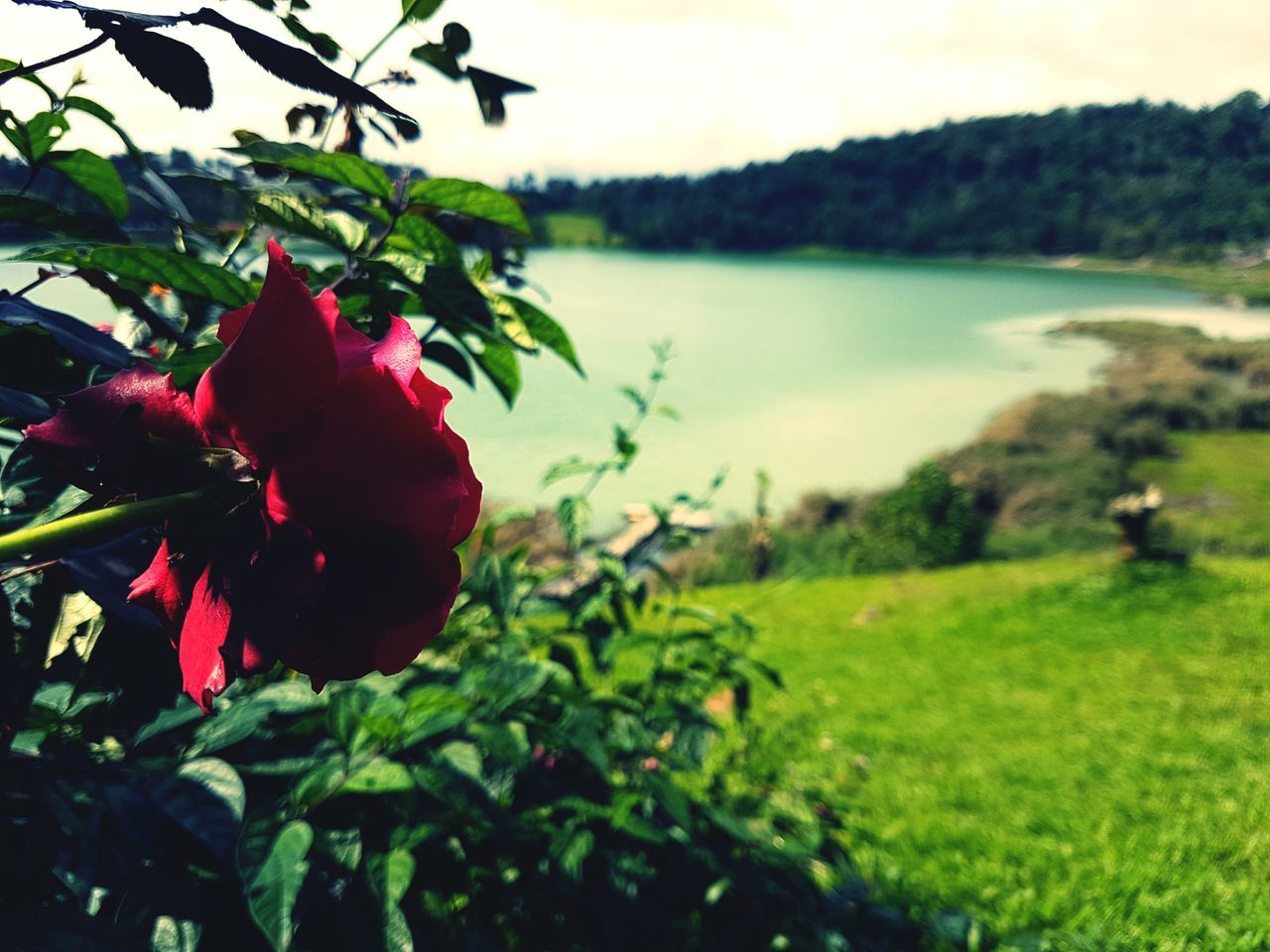 growth, nature, plant, beauty in nature, tree, water, leaf, red, outdoors, no people, branch, sky, day, flower, freshness, close-up