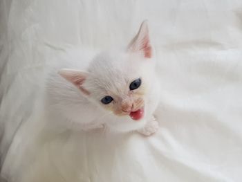 Kitten on a bed