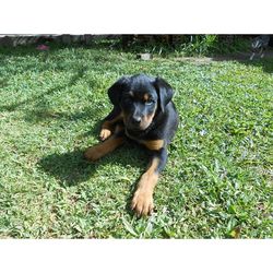 Dog sitting on grassy field