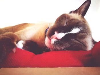 Close-up of cat sleeping