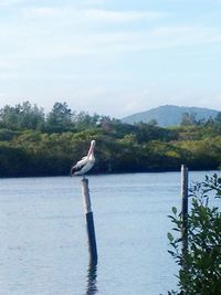 Bird perching on wooden post by lake against sky