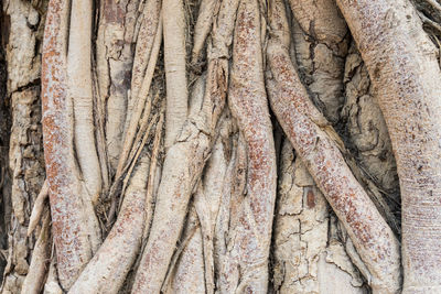 Full frame shot of tree trunk in forest