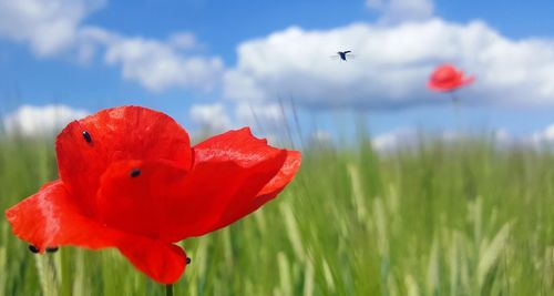 Close-up of red poppy blooming on field against sky
