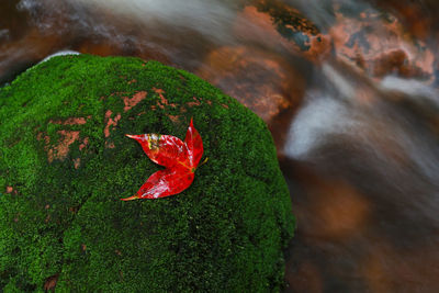 Close-up of red leaf on rock